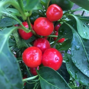 Köy Tohumları 100 Adet Tohum Organik Kırmızı Kiraz Acı Biber Tohumu Saksı Toprak