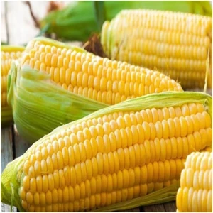 Köy Tohumları 50 Adet Tohum Organik Malatya Mısır Tohumu Yeni Hasat Iri Dişli