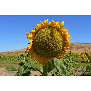 Köy Tohumları 100 Adet Tohum Nadir Kayseri Pijamalı Ay Çekirdeği Tohum Organik