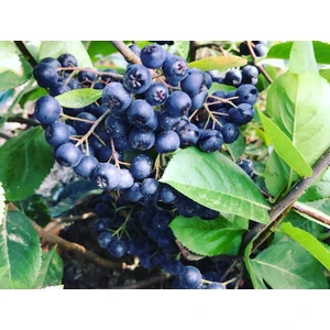 Doğal Kurutulmuş Aronya Meyvesi 500 gr