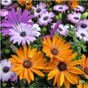 Köy Tohumları 30 Adet Tohum Sarı Afrika Papatyası Tohumu Mezarlık Kabir Çiçek