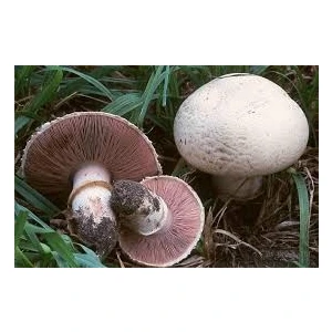 Köy Tohumları 50 Adet Tohum Nadir Beyaz Kültür Mantarı Tohumu Organik Doğal Man