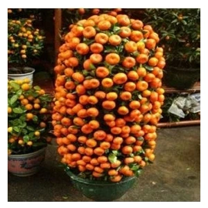 Köy Tohumları 30 Adet Tohum Organik Hobi Bahçe Mandalina Bonsai Ağaç Tohumu