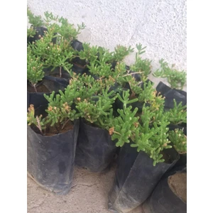 Saksılı Acem Halısı Fidanı 2 Adet 10-20 cm