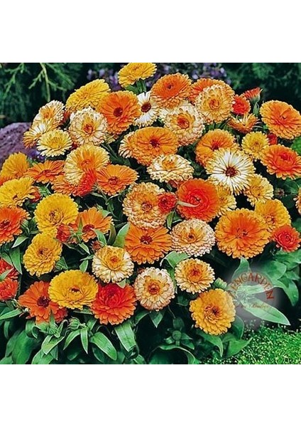 Calendula Tohumu Fiesta Giants Karışımı Aynı Sefa