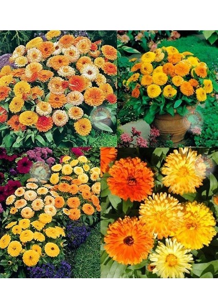 Calendula Tohumu Fiesta Giants Karışımı Aynı Sefa