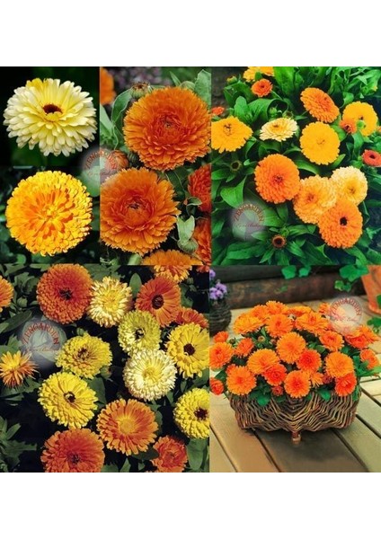 Calendula Tohumu Fiesta Giants Karışımı Aynı Sefa