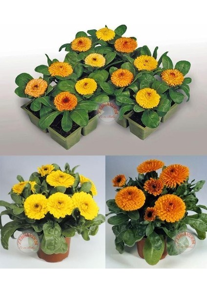 Calendula Tohumu Fiesta Giants Karışımı Aynı Sefa