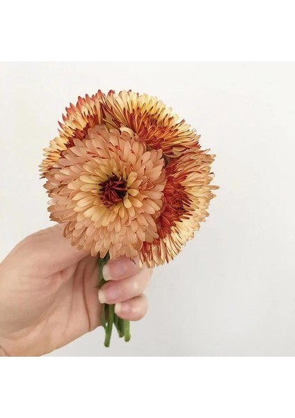 Orange Flash Şeftali Calendula Aynısafa Çiçeği Tohumu fiyatları