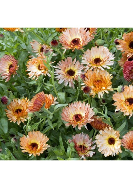 Orange Flash Şeftali Calendula Aynısafa Çiçeği Tohumu modelleri