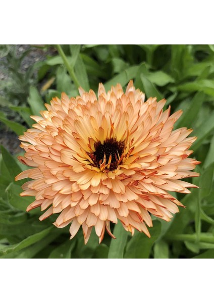 Orange Flash Şeftali Calendula Aynısafa Çiçeği Tohumu fırsatları
