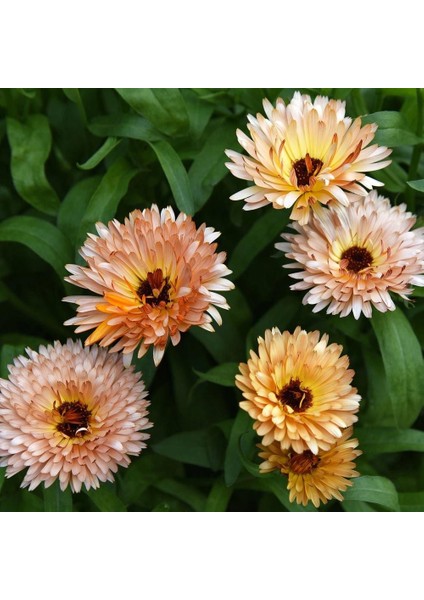 Orange Flash Şeftali Calendula Aynısafa Çiçeği Tohumu indirimleri
