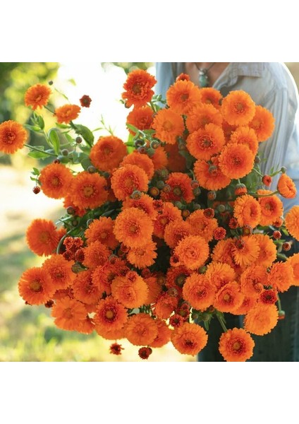 Greenheart Orange Calendula Aynısafa Çiçeği Tohumu