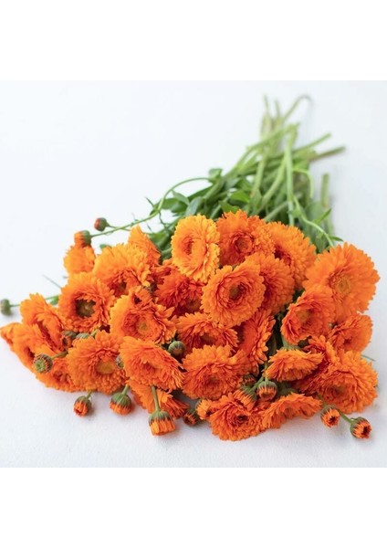 Greenheart Orange Calendula Aynısafa Çiçeği Tohumu