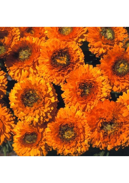 Greenheart Orange Calendula Aynısafa Çiçeği Tohumu