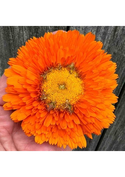 Greenheart Orange Calendula Aynısafa Çiçeği Tohumu