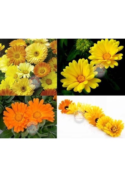 Calendula Tohumu Papatya Çiçekli Kalendula Bodur Aynı Sefa Çiçeği fiyatları