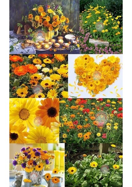 Calendula Tohumu Papatya Çiçekli Kalendula Bodur Aynı Sefa Çiçeği modelleri