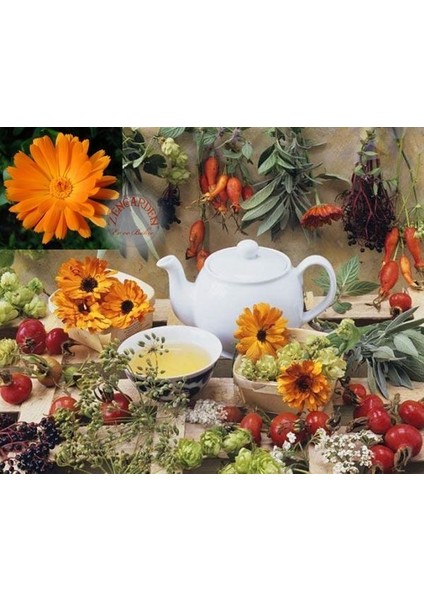 Şifalı Ayni Safa Çiçeği Tohumu Calendula Officinalis fiyatları