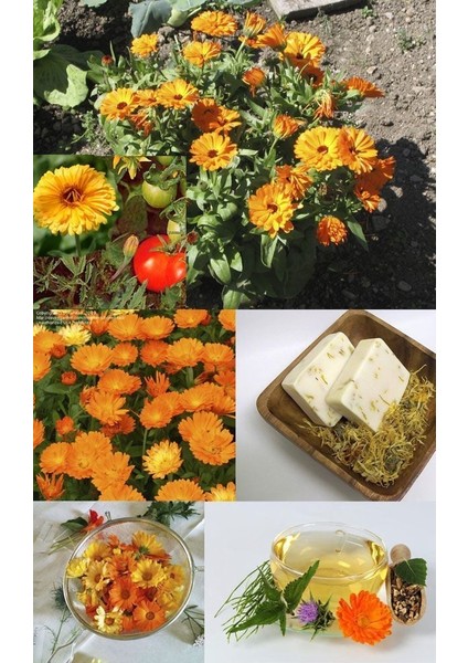Şifalı Ayni Safa Çiçeği Tohumu Calendula Officinalis modelleri