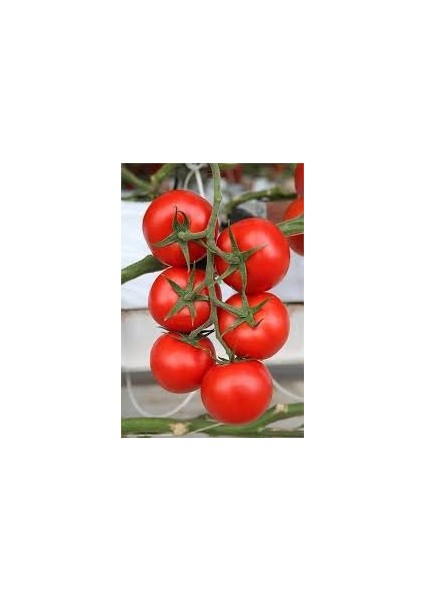 50 Adet Tohum Nadir Organik Yerli Yassı Domates Tohumu Hediyeli