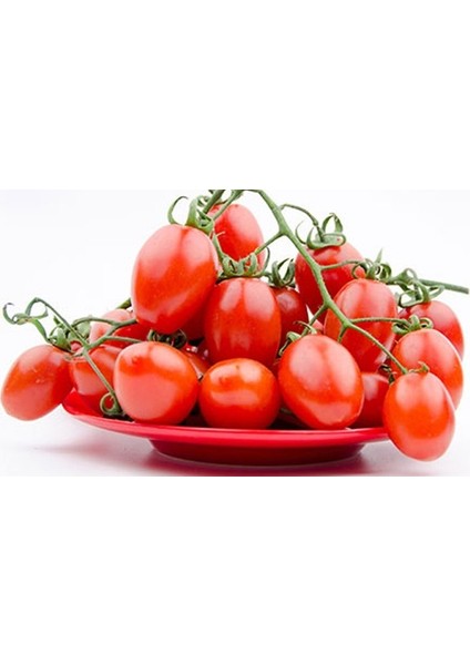 50 Adet Tohum Organik Bahçe Reyhalı Bursa Kışlık Domates Tohumu H