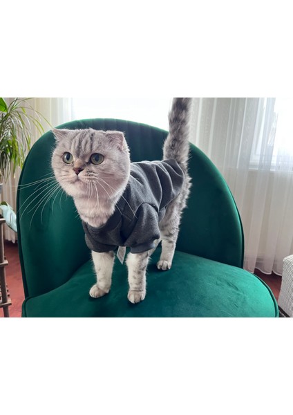 Basic Gri  Kedi Köpek Kapşonsuz Sweat