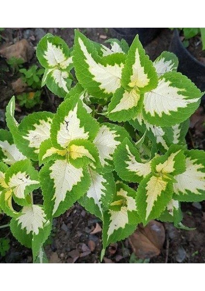 Yaprak Güzeli Cam Güzeli Çiçeği Özel Renk 10-20 cm