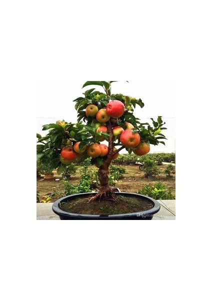 10 Adet Tohum Organik Hobi Bahçe Elma Bonsai Ağaç Tohumu Saksı To