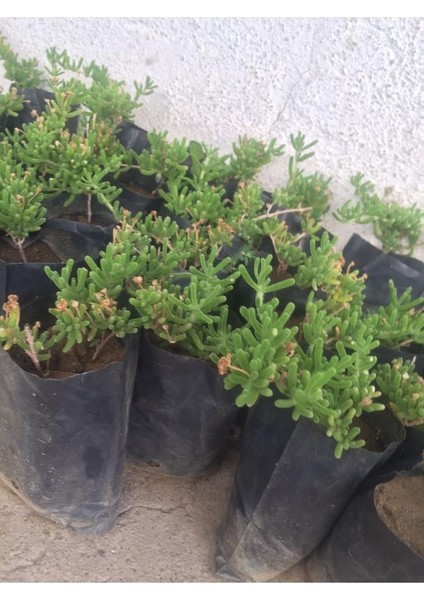 Saksılı Acem Halısı Fidanı 1 Adet 10-20 cm