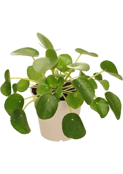 Pilea Peperomioides Çin Para Çiçeği Ağacı 10-20 cm