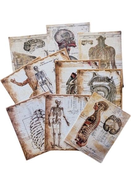Beyaz 10 Adet Vintage Insan Anatomisi Kraft El Işi Kağıdı Önemsiz Dergisi Ephemera Antika Tıbbi Kolaj Dıy Albümü Scrapbooking Malzeme Kağıt (Yurt Dışından)