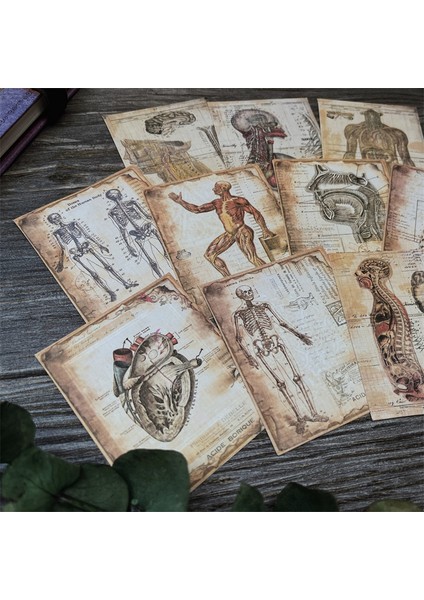 Beyaz 10 Adet Vintage Insan Anatomisi Kraft El Işi Kağıdı Önemsiz Dergisi Ephemera Antika Tıbbi Kolaj Dıy Albümü Scrapbooking Malzeme Kağıt (Yurt Dışından)