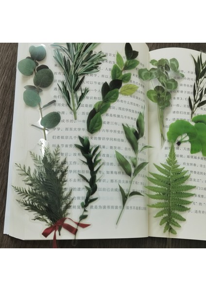 Stil 3 Pet Doğal Bitki Koleksiyonu Yeşil Yaprak Dekoratif Pvc Çıkartmalar Scrapbooking Etiket Günlüğü Kırtasiye Albümü Günlük Planlayıcısı (Yurt Dışından) modelleri