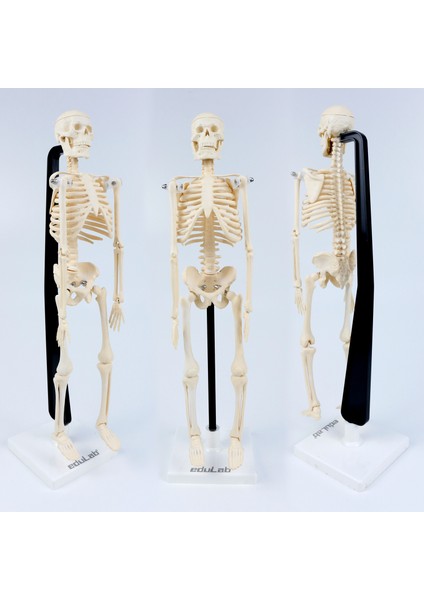 Iskelet Modeli 46 cm fiyatları