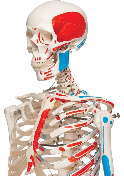 Iskelet Modeli 160 cm modelleri