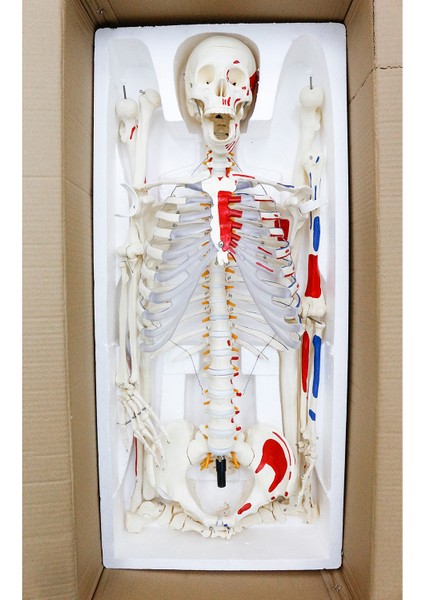 Iskelet Modeli 160 cm fırsatları