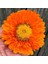 Greenheart Orange Calendula Aynısafa Çiçeği Tohumu 5