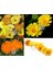 Calendula Tohumu Papatya Çiçekli Kalendula Bodur Aynı Sefa Çiçeği 2