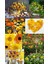 Calendula Tohumu Papatya Çiçekli Kalendula Bodur Aynı Sefa Çiçeği 3