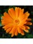 Şifalı Ayni Safa Çiçeği Tohumu Calendula Officinalis 1