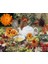 Şifalı Ayni Safa Çiçeği Tohumu Calendula Officinalis 2
