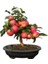 10 Adet Tohum Organik Hobi Bahçe Elma Bonsai Ağaç Tohumu Saksı To 1
