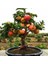10 Adet Tohum Organik Hobi Bahçe Elma Bonsai Ağaç Tohumu Saksı To 2