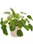 Pilea Peperomioides Çin Para Çiçeği Ağacı 10-20 cm 1