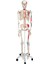Iskelet Modeli 160 cm 1