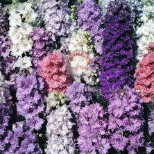 Zengarden Delphinium Tohumu Sümbül Çiçekli Bodur Hezaran Saksıya Uygun