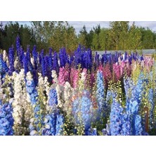 Zengarden Delphinium Tohumu Sümbül Çiçekli Bodur Hezaran Saksıya Uygun