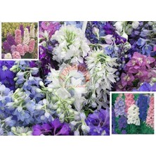 Zengarden Delphinium Tohumu Sümbül Çiçekli Bodur Hezaran Saksıya Uygun