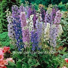 Zengarden Bodur Hezaren Tohumu Delphinium Magic Fountains Mix